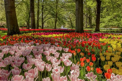 Tulip garden near me - Brookside Gardens. Brookside Gardens in Montgomery County, MD is an enchanting …